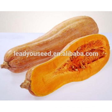 MPU16 Huang muy dulce amarillo híbrido precio de las semillas de calabaza